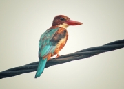 AYX官方直播-广厦队速胜活塞，利拉德成为关键先生，一场跨越篮球世界的对话