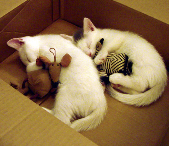 浓眉统治禁区，当国王的华丽进攻遇上独行侠的致命屏障